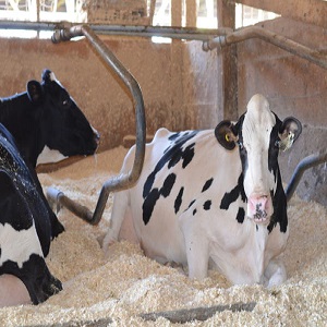 Spa For Animals Can Be Catered As From Animal Bedding